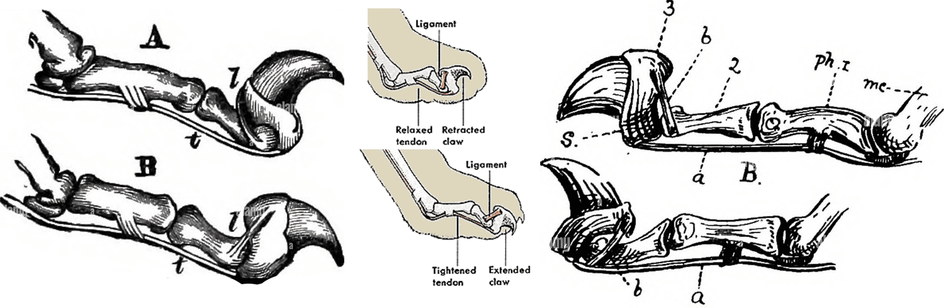 The team used several different techniques to research and test the claw and tearing effect. Here are examples of other materials for the mural, as well as different claw elements to teach the material. We recorded these tests to experiment with what the animation should look like.